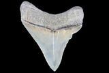 Serrated, Fossil Megalodon Tooth - Georgia #88670-1